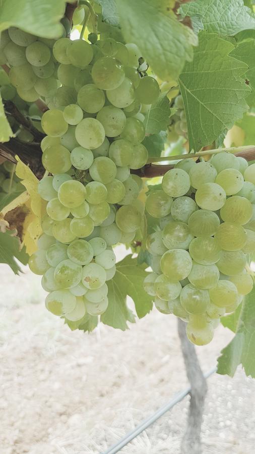 פוקולבין Red Door Collective - Rdc Vineyard Estate, Luxury Adult Only Stay מראה חיצוני תמונה